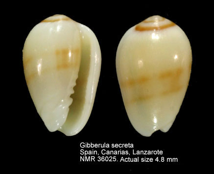 Gibberula secreta (4).jpg - Gibberula secreta Monterosato, 1889